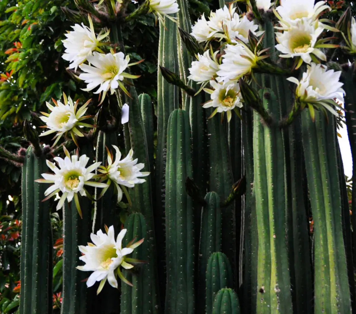 Sacred Huachuma cactus prepared for San Pedro retreat