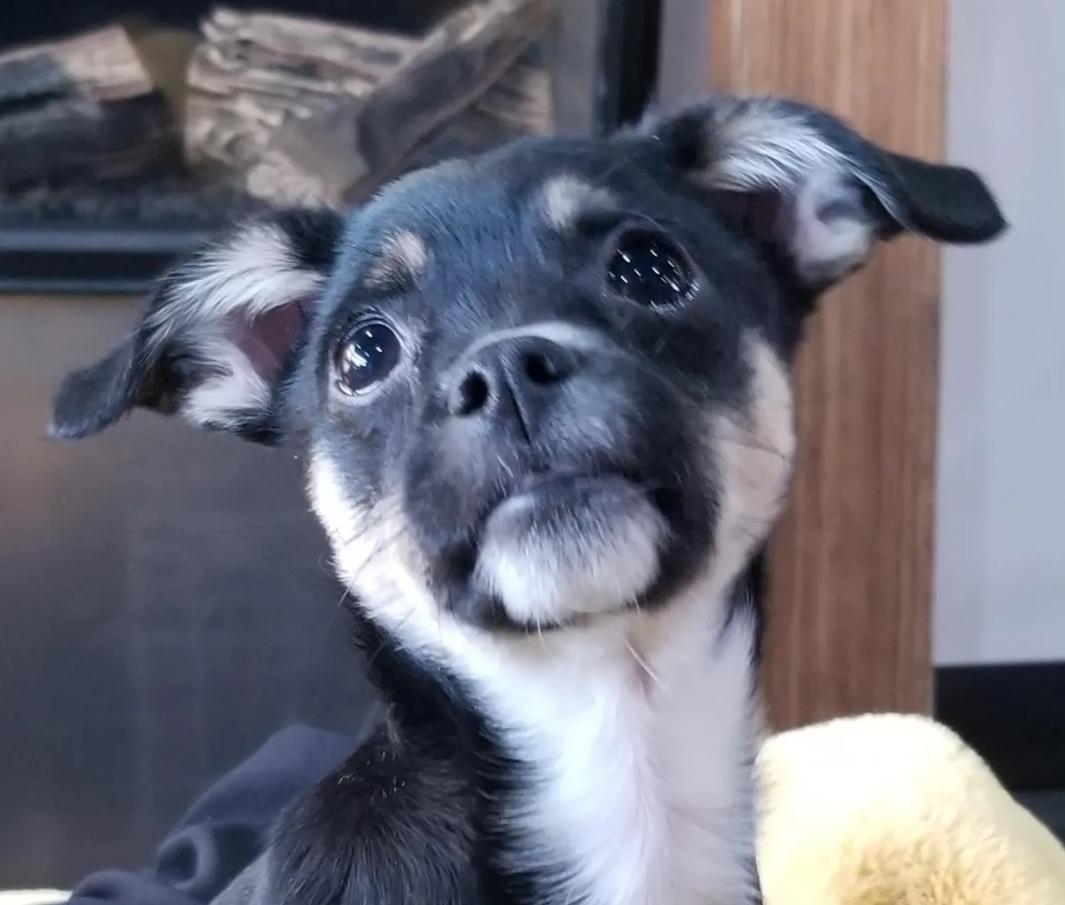 A picture of Treena Chabot's dog Porter when he was a puppy