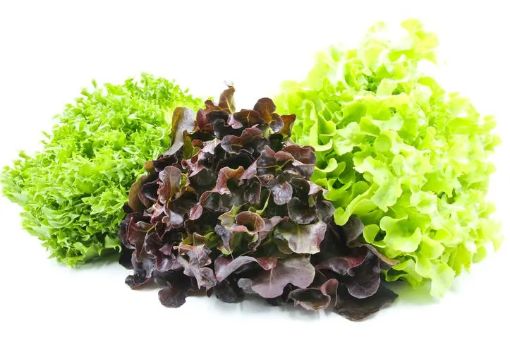 lettuce
