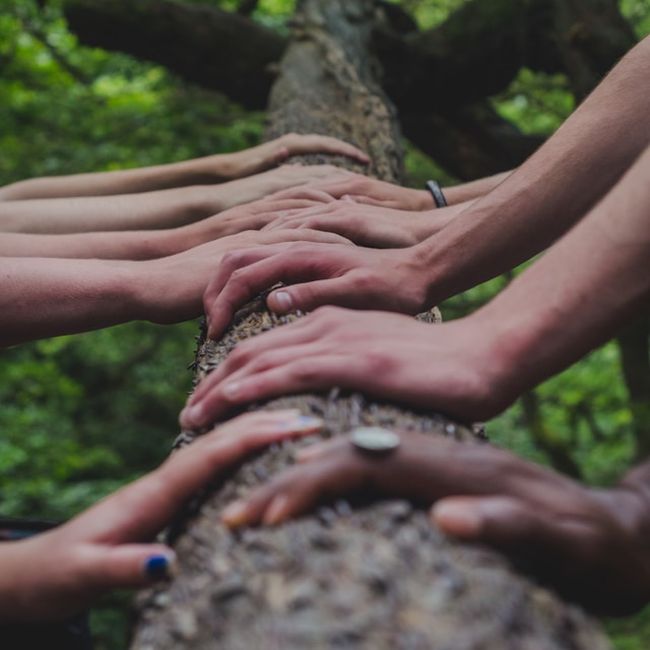 Hands of several people placed along a fallen tree