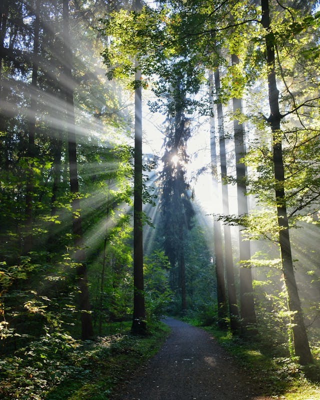 sunlight shining through a forest
