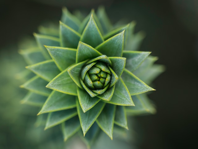 Picture of a plant with leaves in a  spiral
