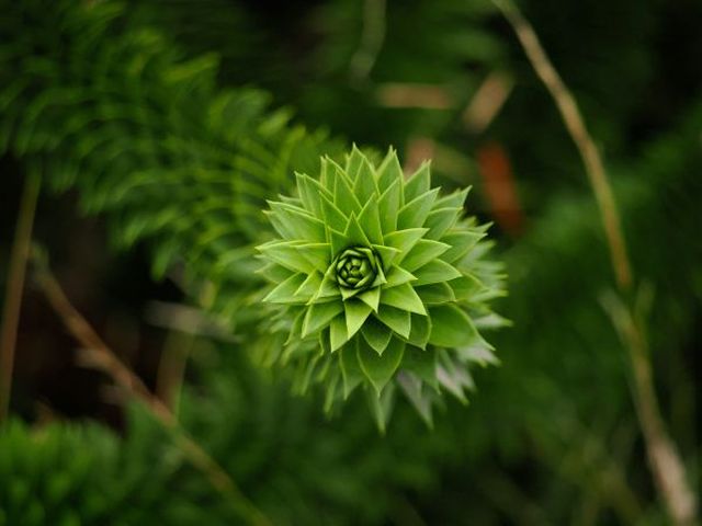 Picture of a plant with leaves in a  spiral