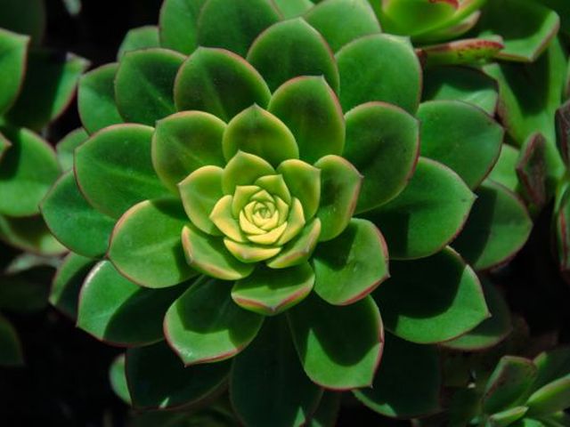 Picture of a plant with leaves in a  spiral
