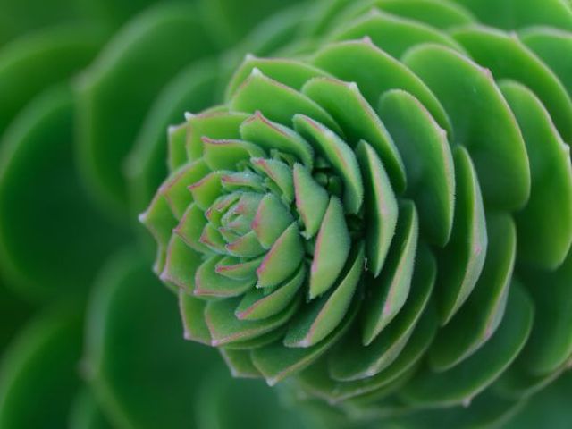Picture of a plant with leaves in a  spiral