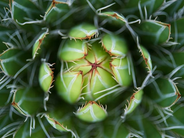 Picture of a plant with leaves in a  spiral