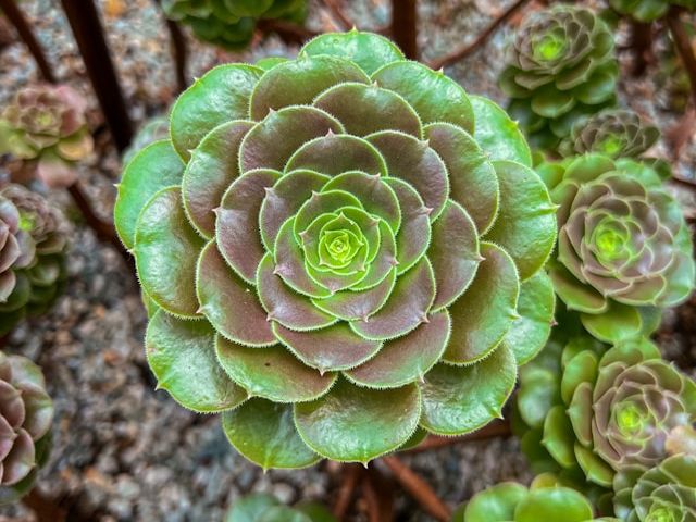 Picture of a plant with leaves in a  spiral