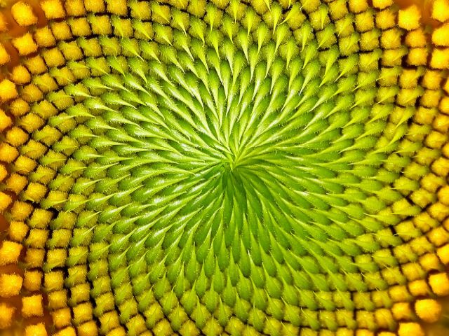 Picture of a plant with leaves in a  spiral