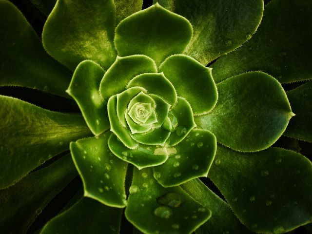 Picture of a plant with leaves in a  spiral