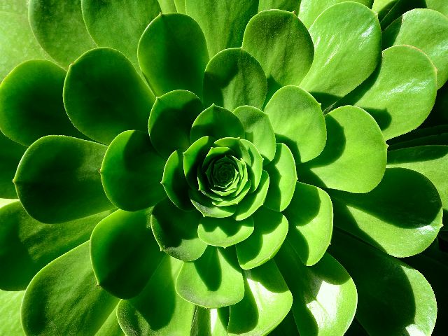 Picture of a plant with leaves in a  spiral