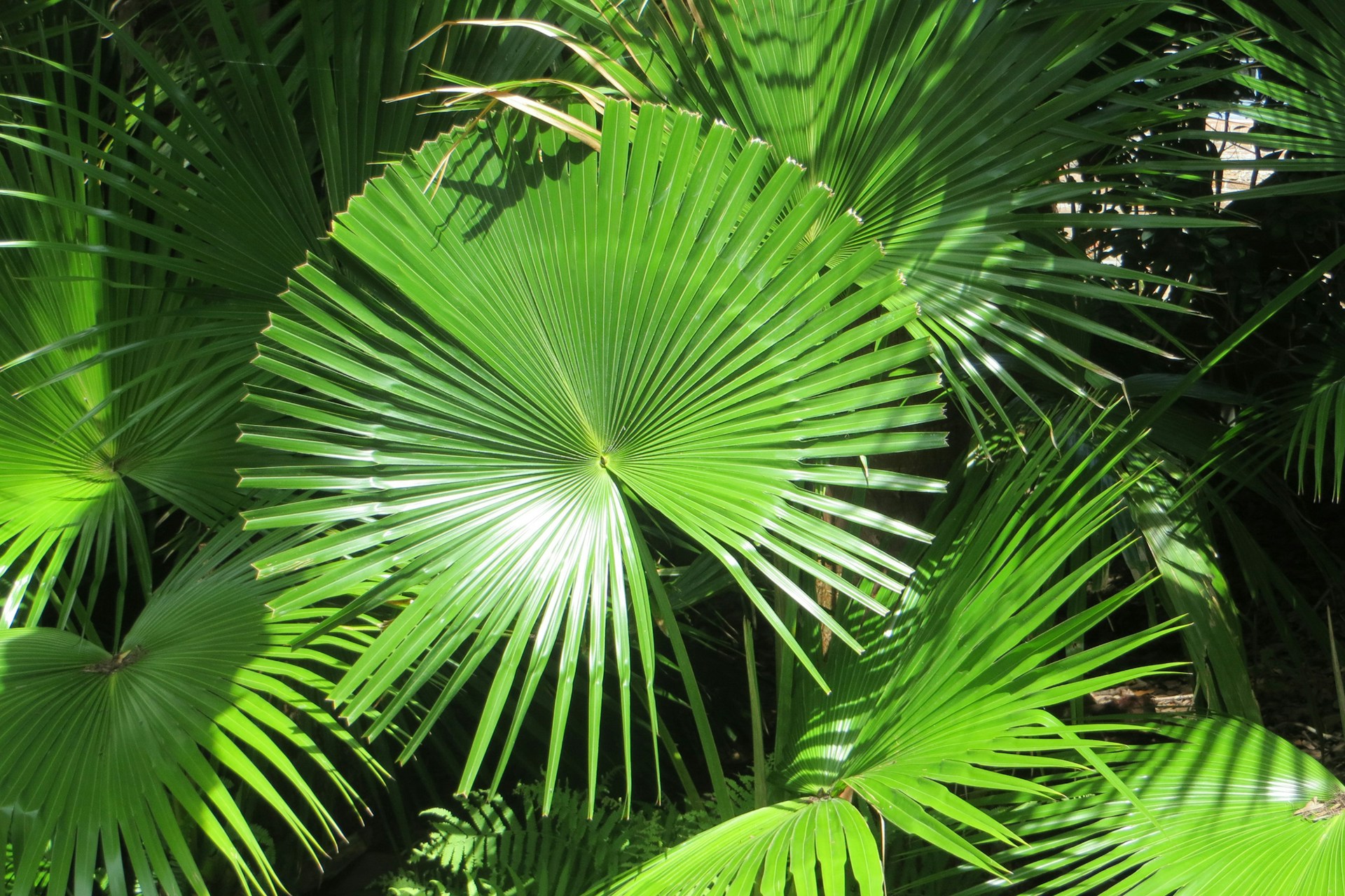 Picture of a plant with leaves in a  spiral