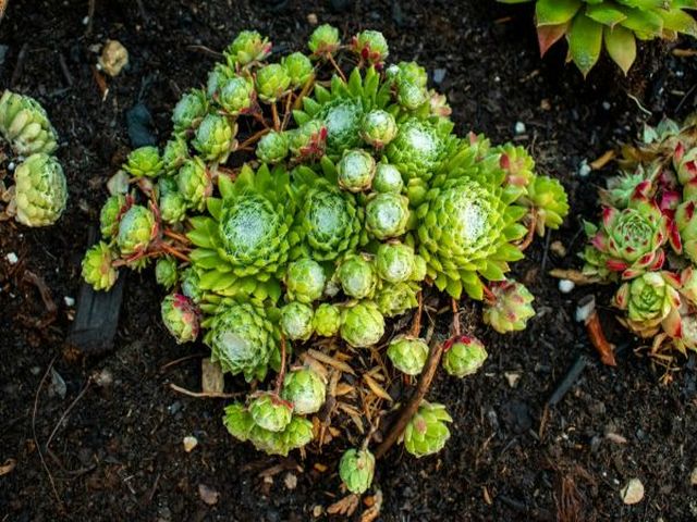 Picture of a plant with leaves in a spiral