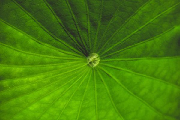 Picture of a plant with leaves in a spiral