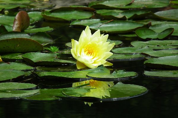 Picture of a lotus flower on a pondant with leaves in a  spiral