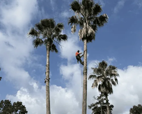 Land Clearing Porter