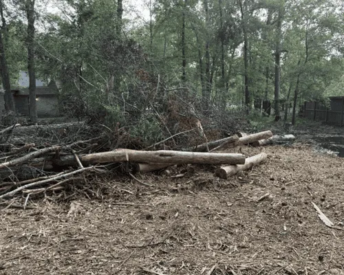 Humble Tree Removal