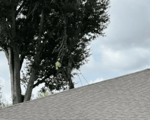 Kingwood Tree Removal