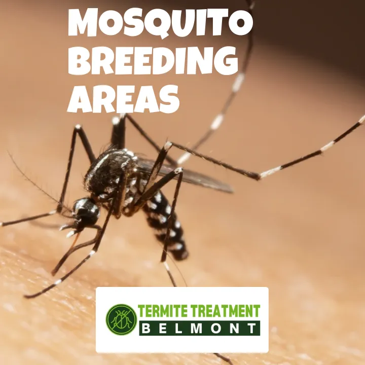 Mosquitoes breeding in stagnant water near homes, ready for control.