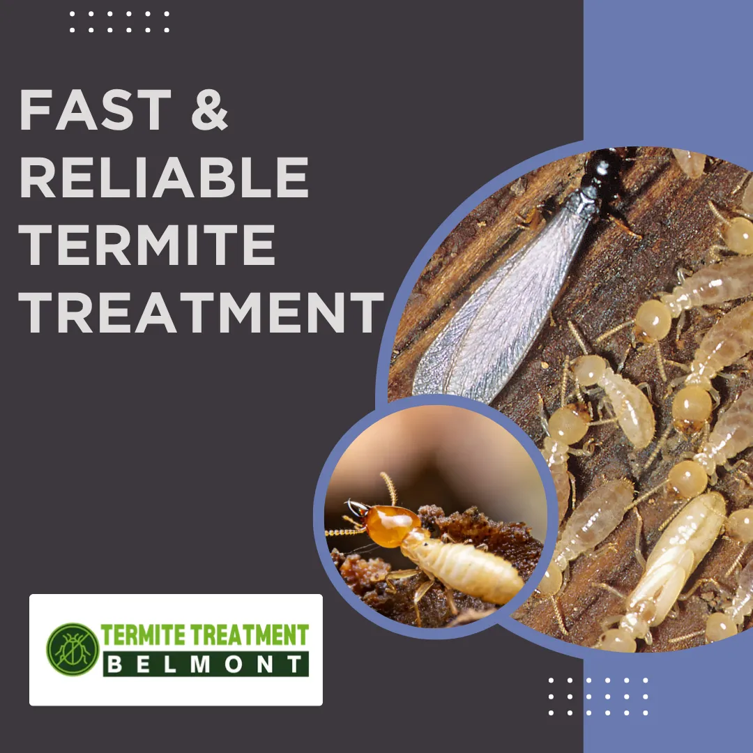 termite extermination reliable
