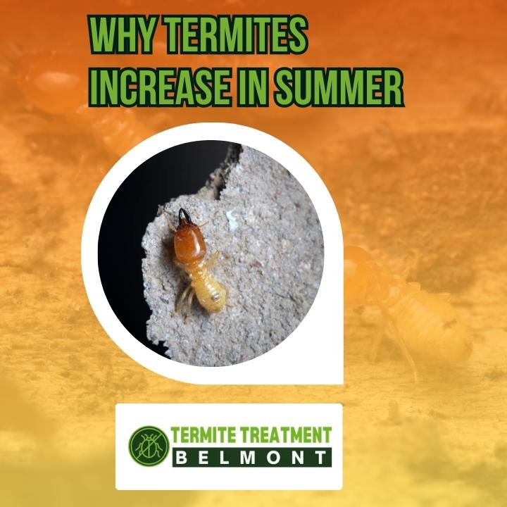 Termites in warm season