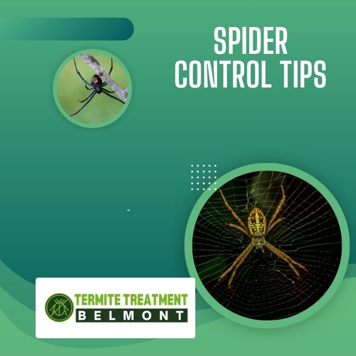 Spider control treatment