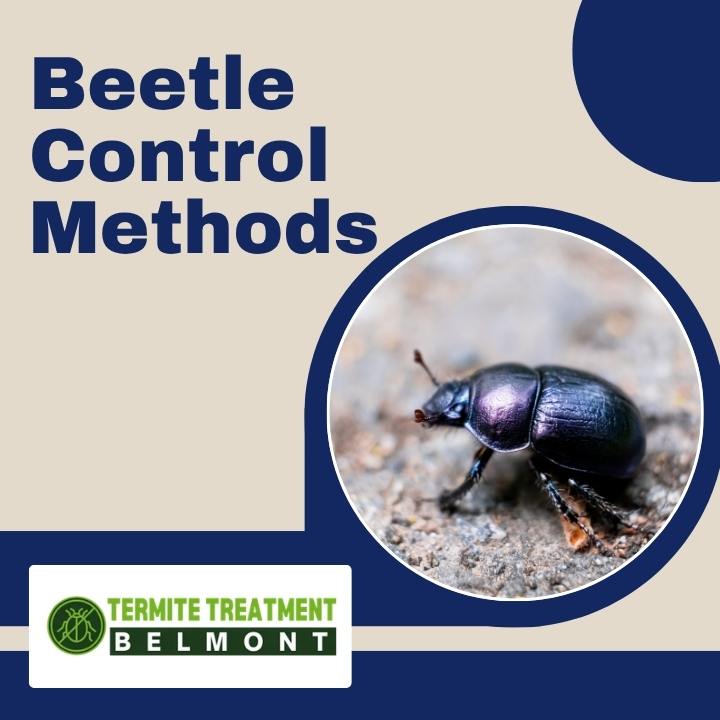 Beetle Control Perth Homes