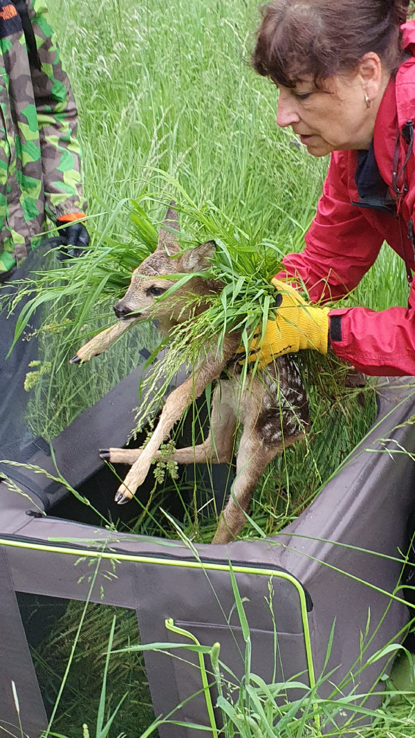 OCHEKOS jarní záchrana srnčat
