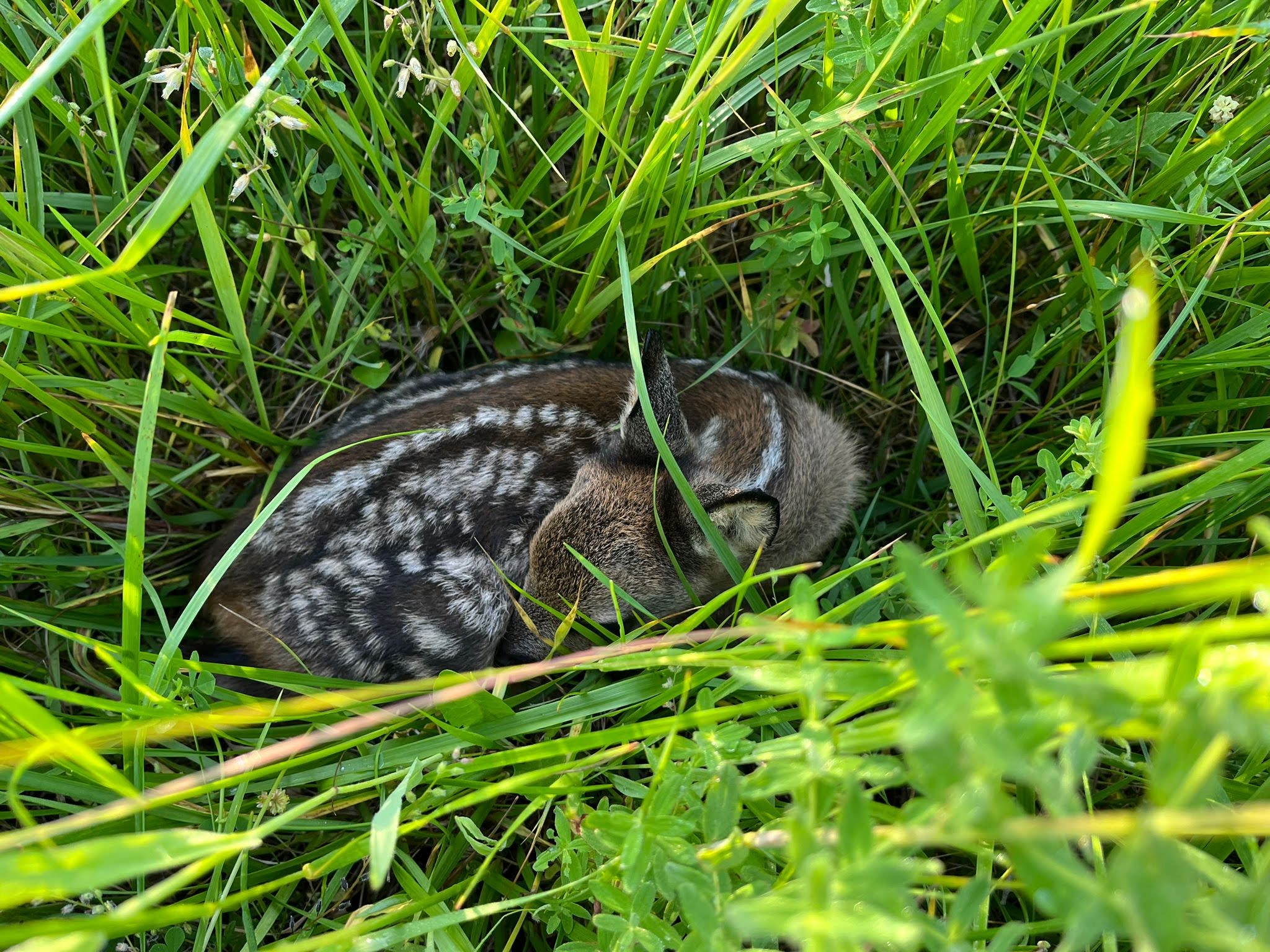 záchrana srnčat před sekačkami