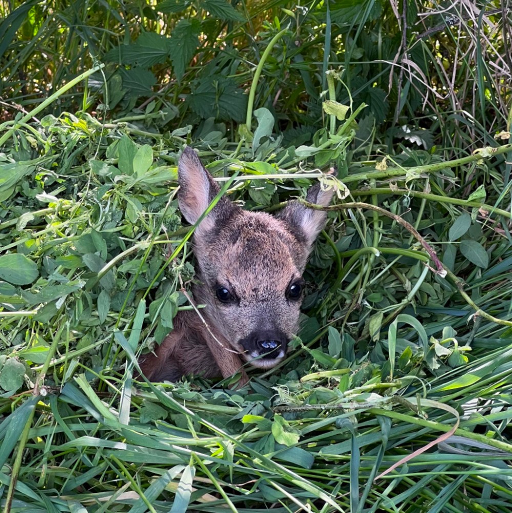 jarní záchrana srnčat