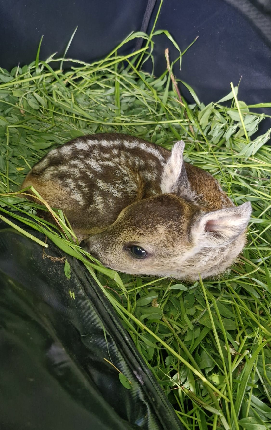 záchrana srnčat před sekačkami