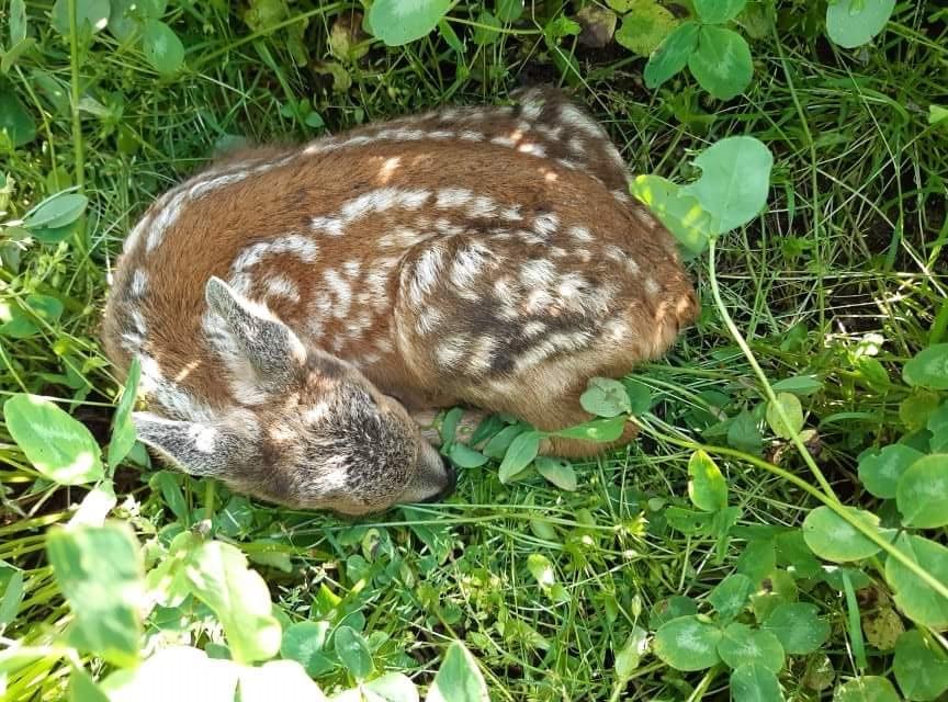 záchrana srnčat před sekačkami