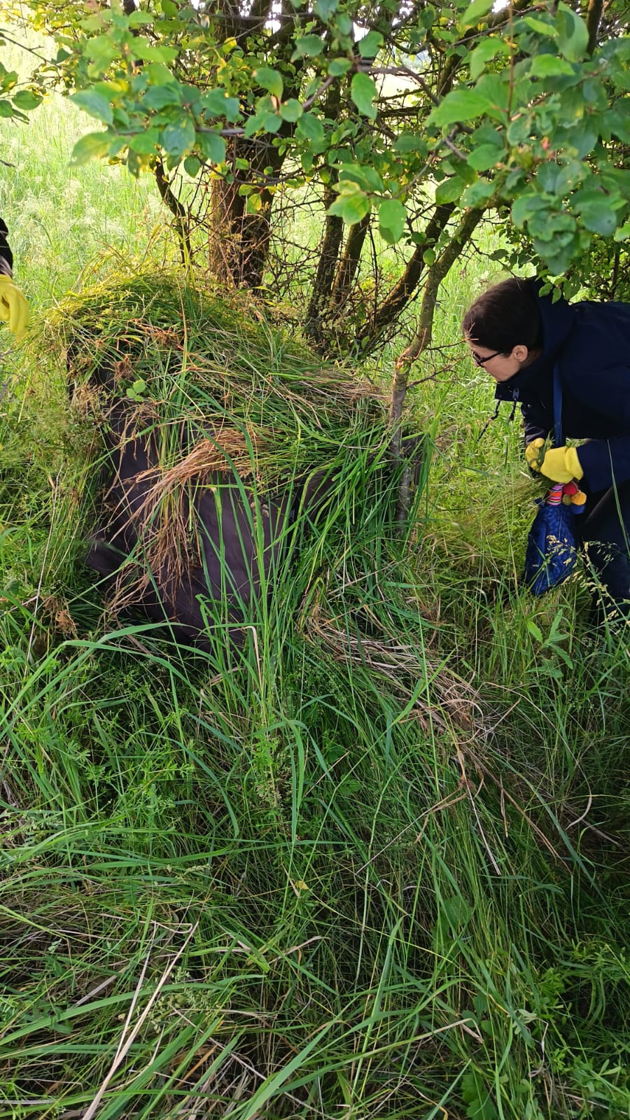 OCHEKOS jarní záchrana srnčat