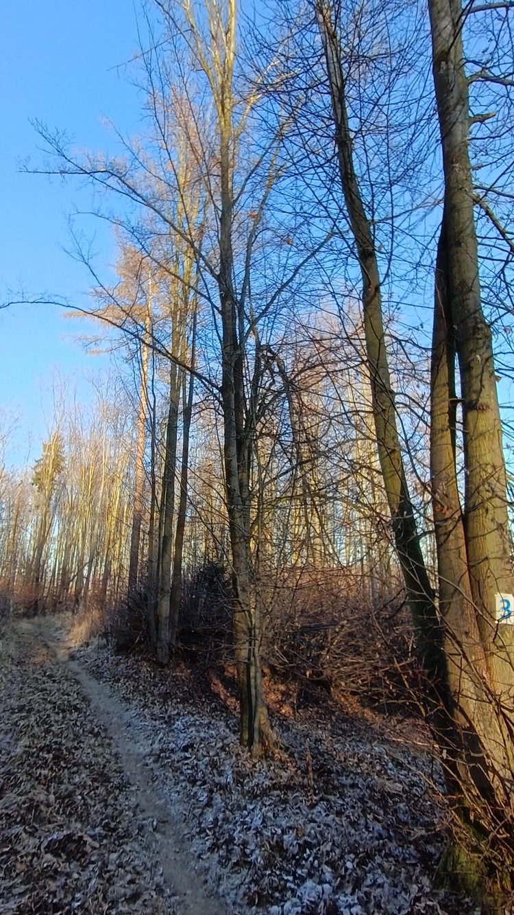 OCHEKOS monitoring stavu lesů