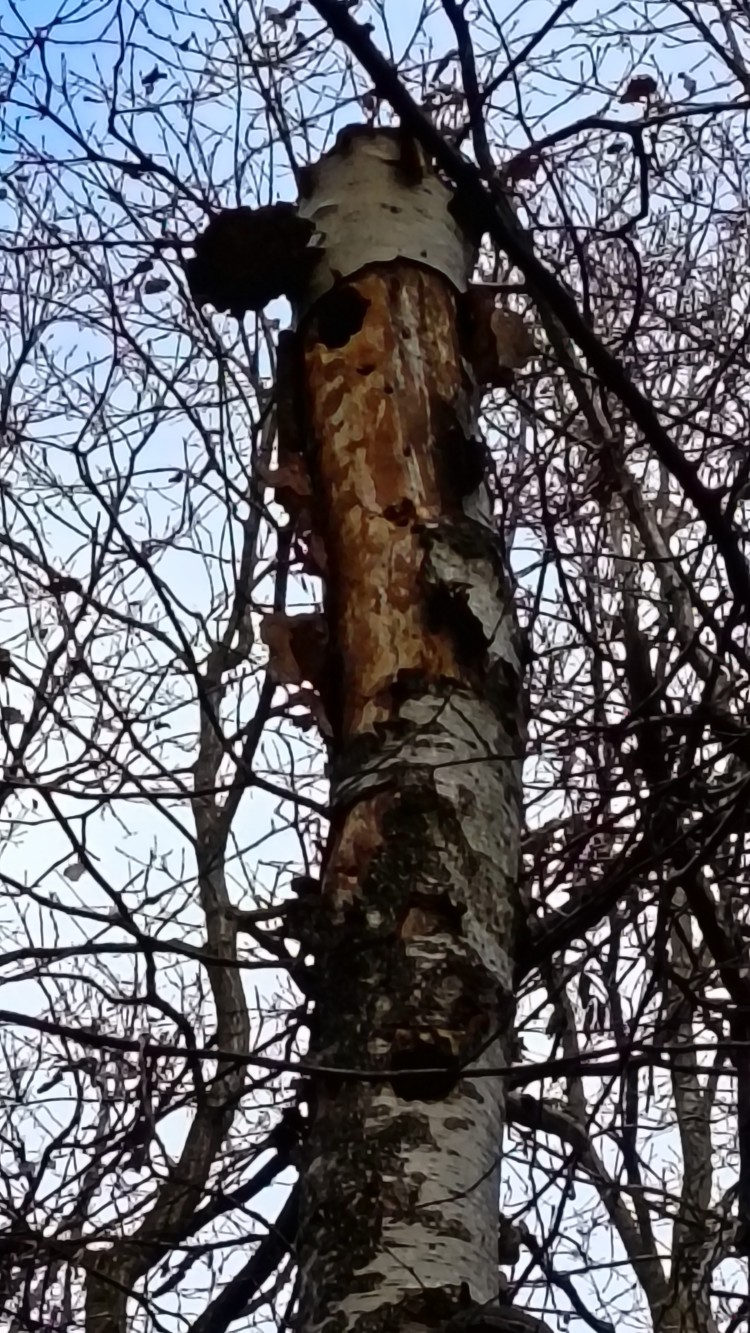 OCHEKOS monitoring stavu lesů