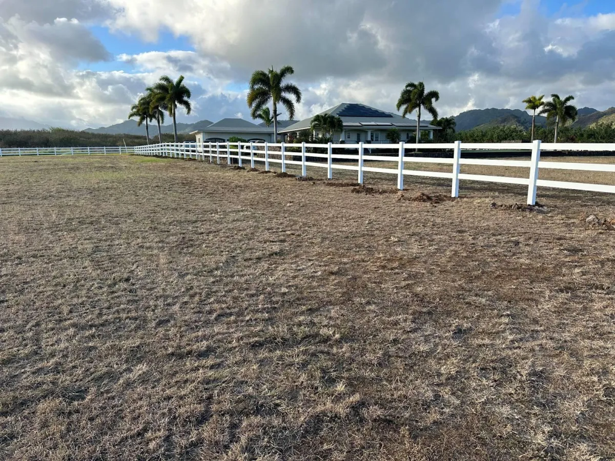 Professional arborist climbing and removing a dangerous invasive Albizia tree in Kaneohe Oahu