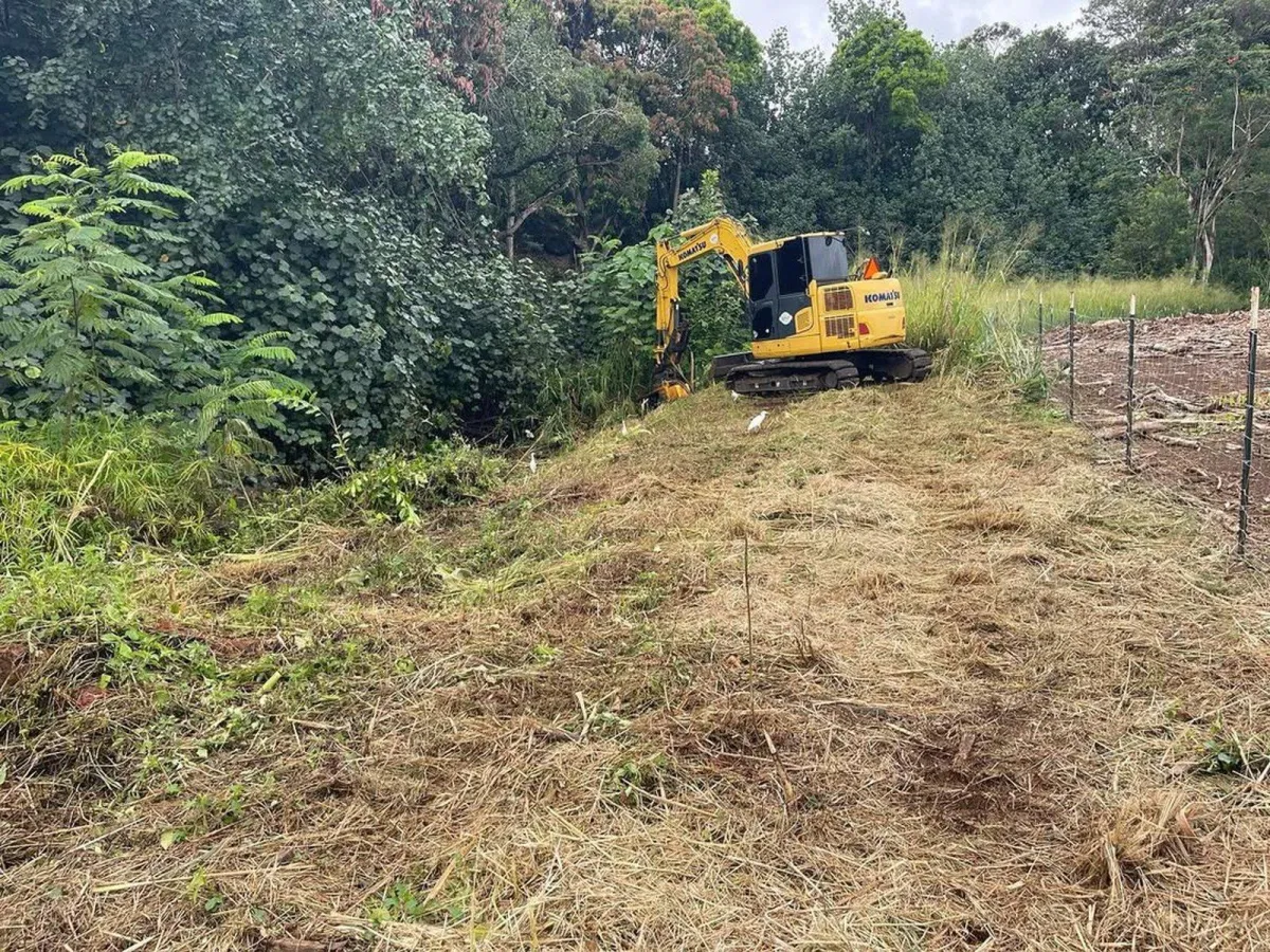 Professional Arborist trimming a coconut palm tree and treating for Coconut Rhinoceros Beetle in Kailua Oahu