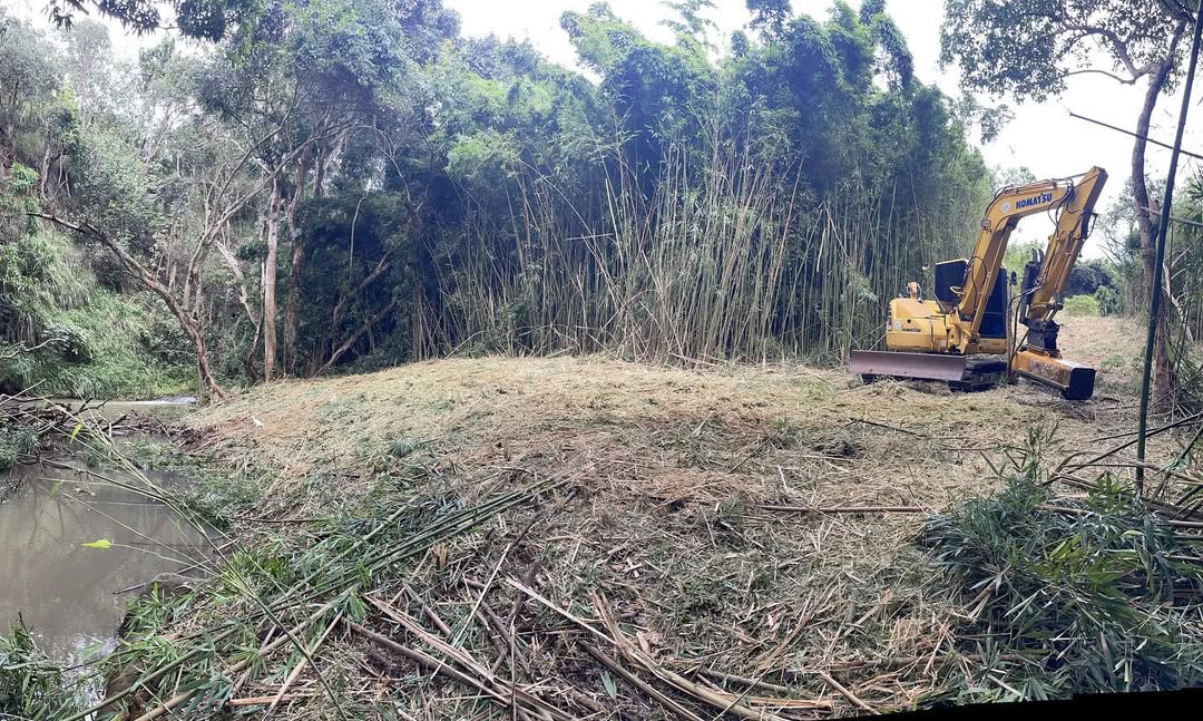 Forestry mulching clearing invasive guinea grass on a Kalaheo hillside for fire prevention