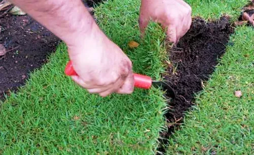 Small Sod El Toro Zoysia Replacement Kailua