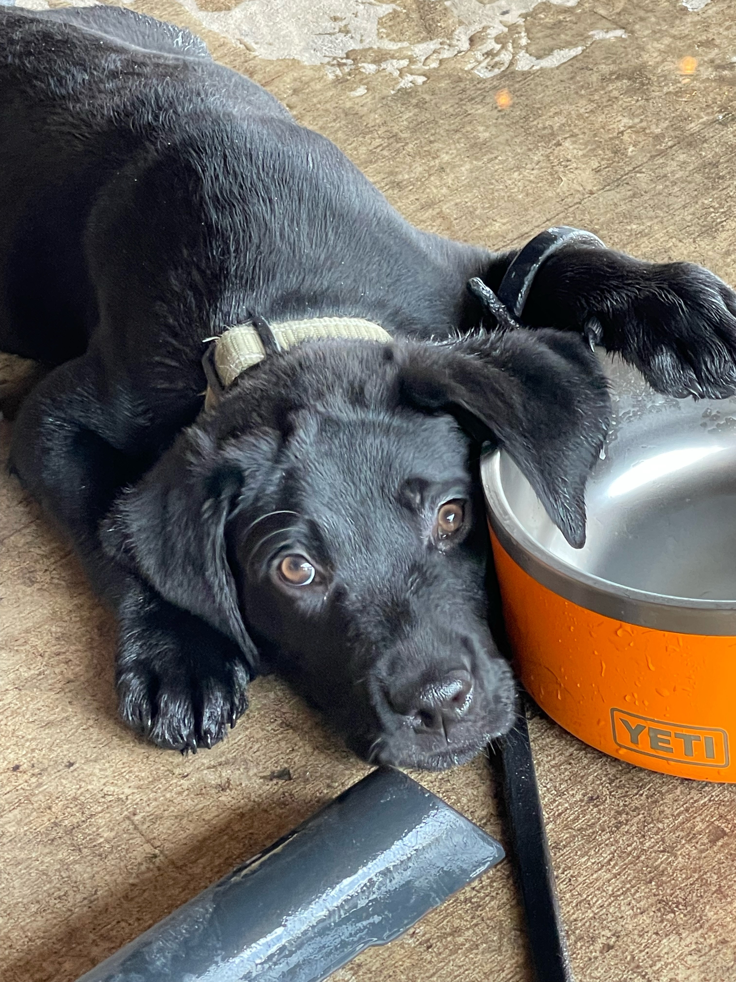 green and blue humming bird flying