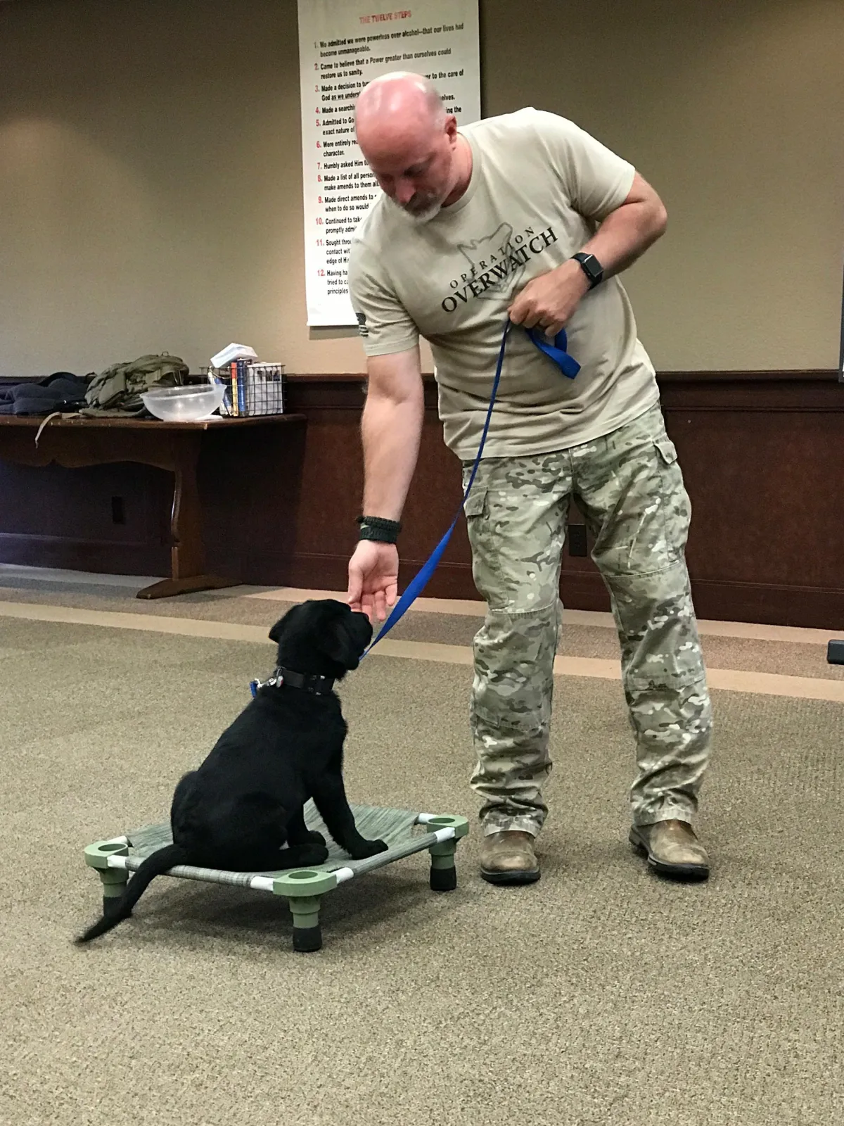 Two dogs playing together on a grassy field.
