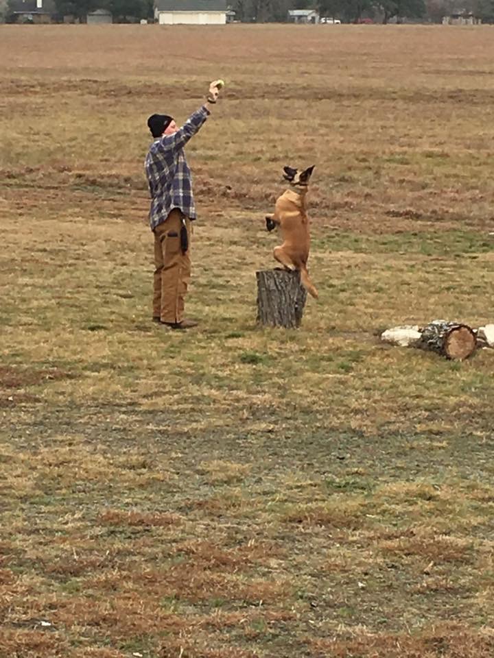 a dry leaf hanging from a tree branch