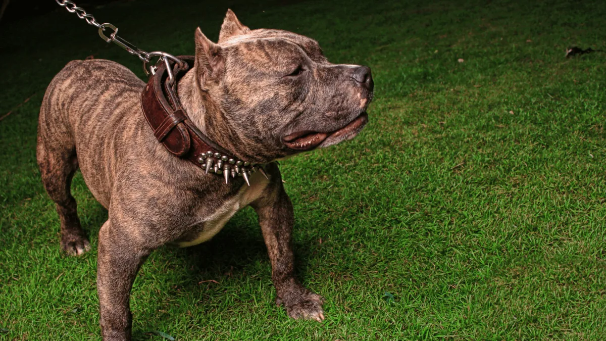 pit bull on leash