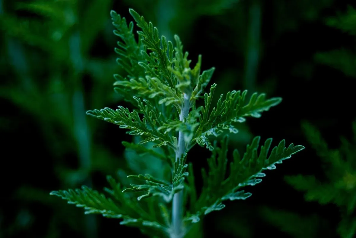 selective focus photography of green succulent plant