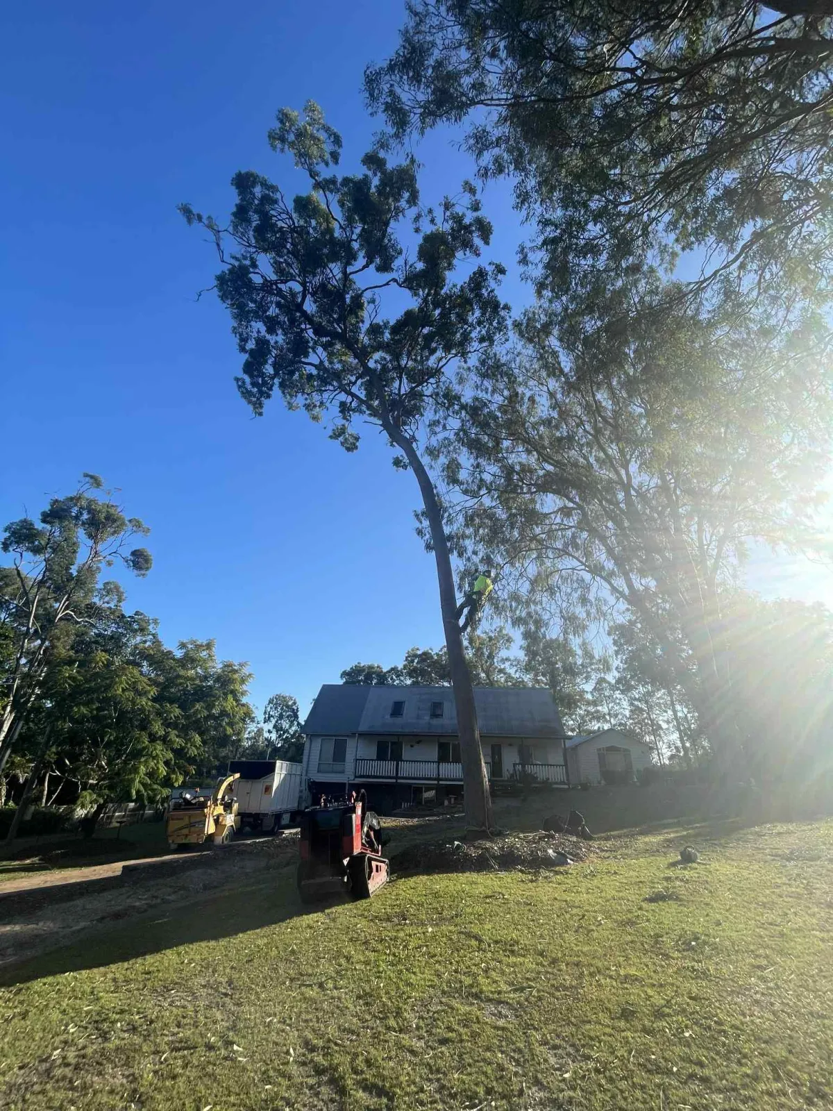 tree prunning and shaping service