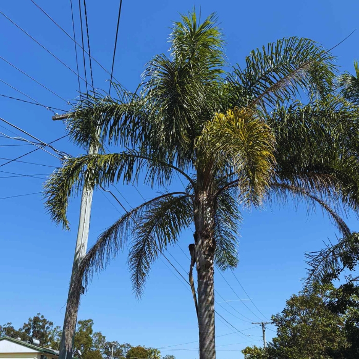 palm cleaning and removal services