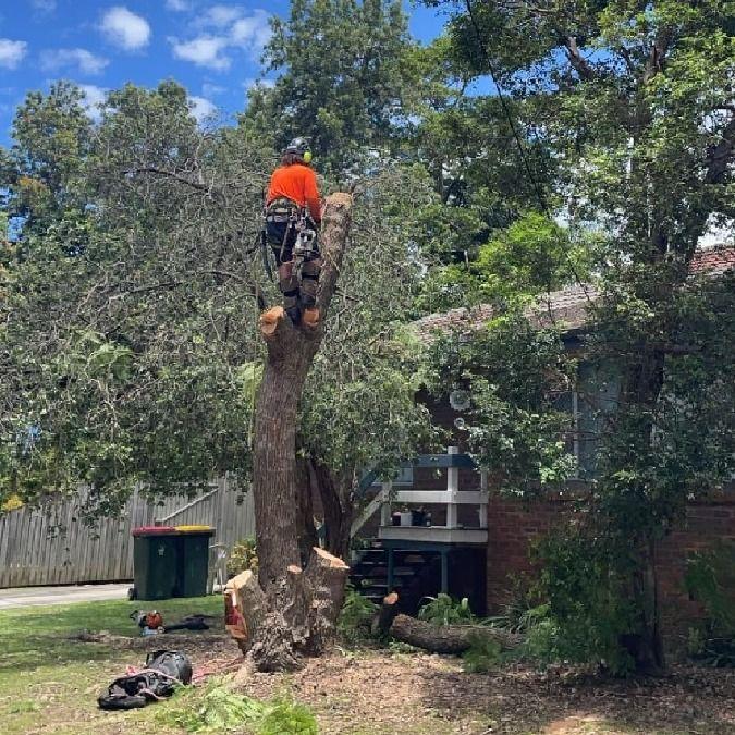sorm preparation and tree clean-up services