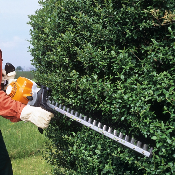 hedge trimming