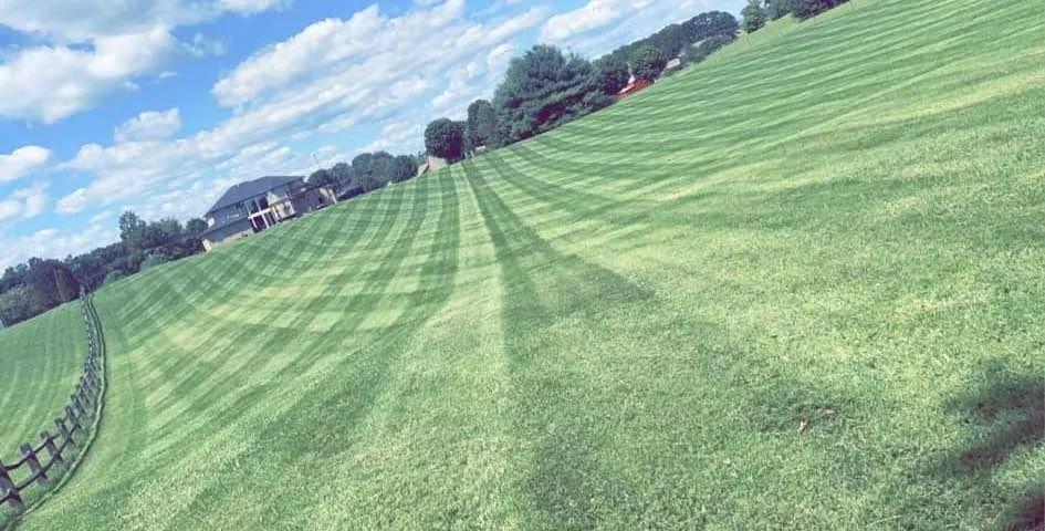 gray concrete pathway between trees during daytime