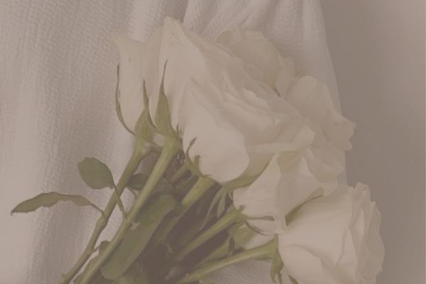 Blooming rose symbolizing feminine growth and soft power