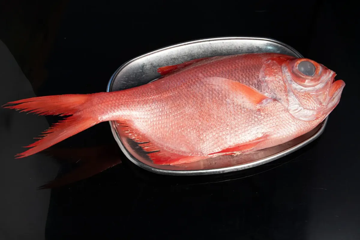 Peixe Imperador fresco na Tasca da Fatinha Setúbal